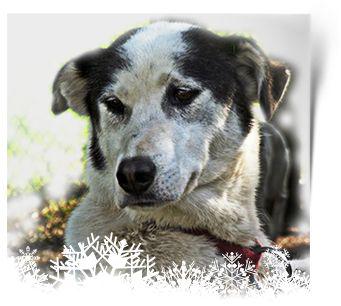 A dog’s life at the resort Sled Dog Adventures