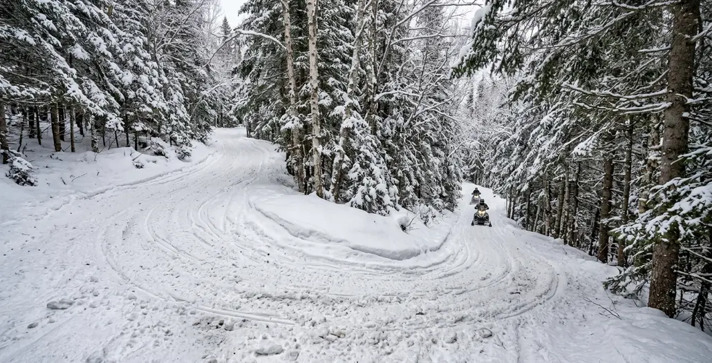Image showing sled forest