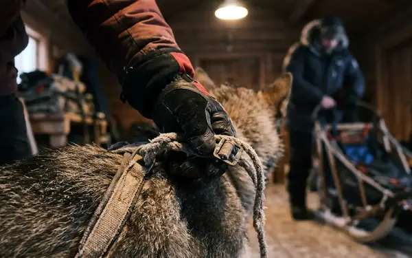 What to Expect on a Multi-Day Dog Sledding Trek